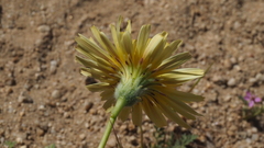 Malacothrix californica