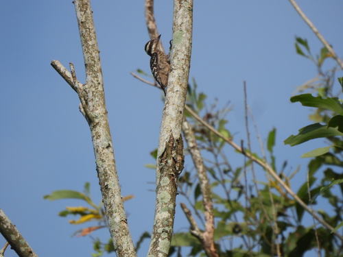 Yungipicus moluccensis