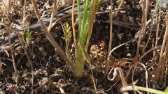 Malacothrix californica