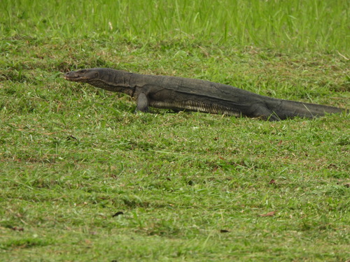 Varanus salvator