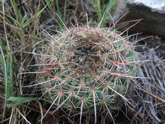 Parodia concinna