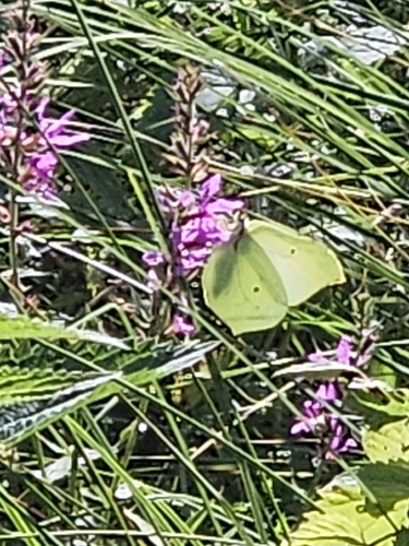 Common Brimstone