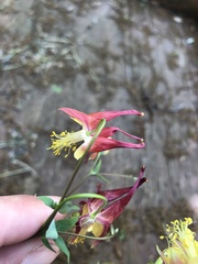 Aquilegia canadensis