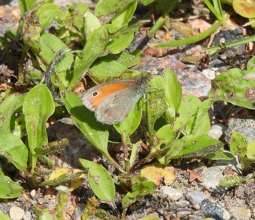 Small Heath