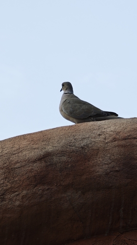 Eurasian Collared-Dove
