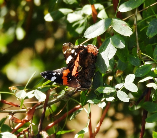Red Admiral