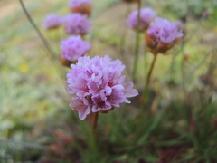 Armeria maritima californica