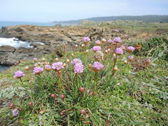 Armeria maritima californica