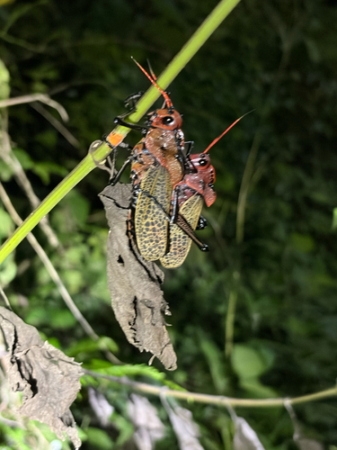 Romalea varipennis