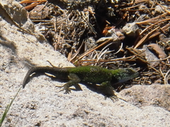Sceloporus acanthinus