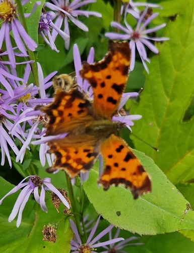 European Comma