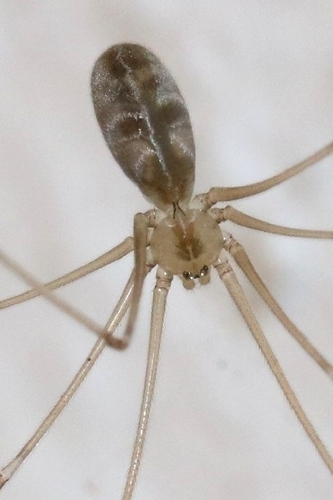 Große Zitterspinne