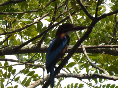 Halcyon smyrnensis