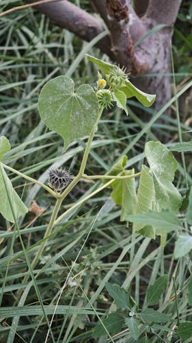 velvetleaf