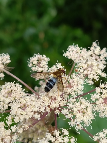 Pale-saddled Leucozona