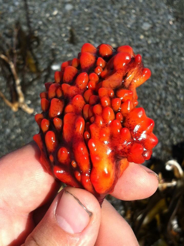 Pyura pachydermatina