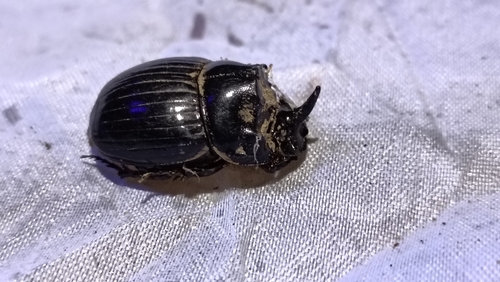 Copris lunaris