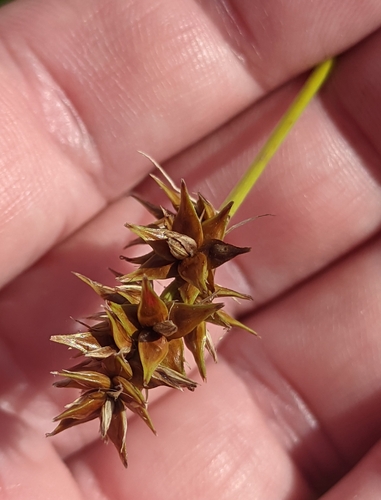 Carex spicata, photograph 6