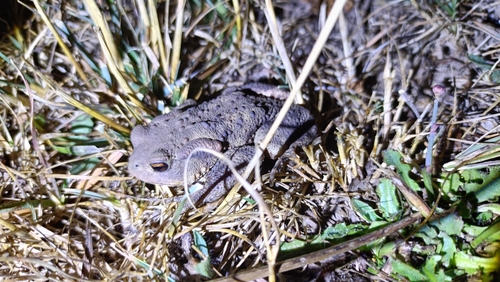 European Toad