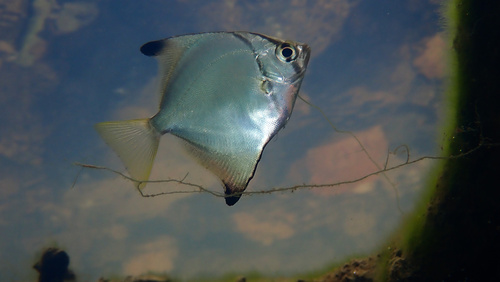 Black bat fish (Monodactylus argenteus) — Monodactylidae — 3