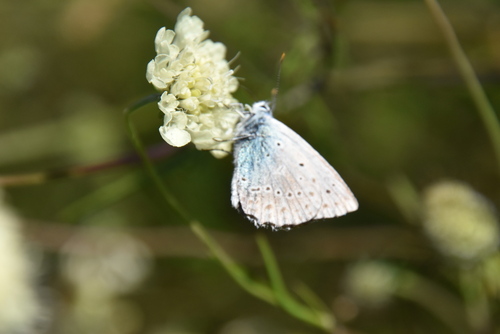 Meleager's Blue