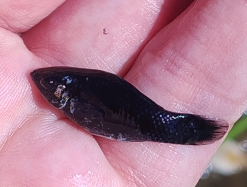 Short-finned molly (Poecilia sphenops) — Poeciliidae — 3