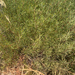 Acacia cyclops