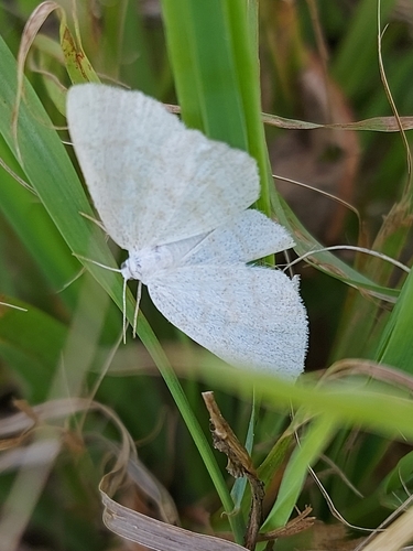 Northern Wave Moth
