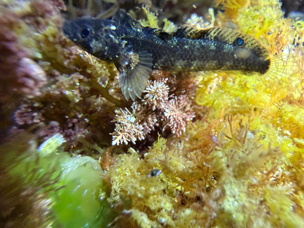 Reef finspot (Paraclinus integripinnis) — Labrisomidae