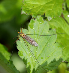 Nephrotoma submaculosa
