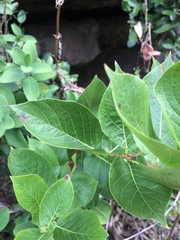 Mandevilla emarginata
