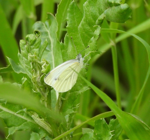 Green-veined White