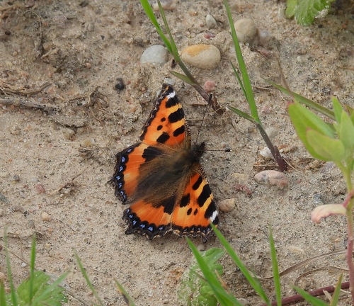 Small Tortoiseshell