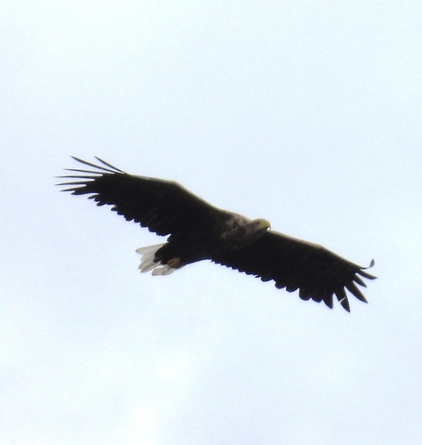 White-tailed Eagle