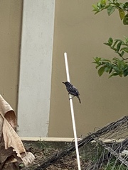 Aves