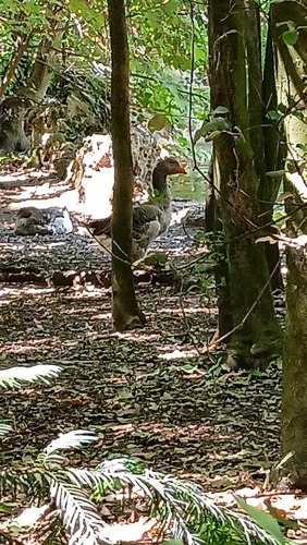 Greylag Goose