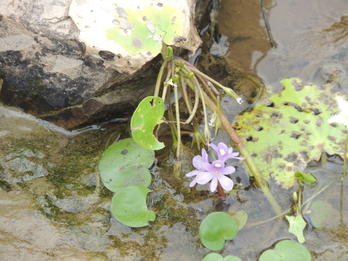 Pontederia diversifolia, photograph 2