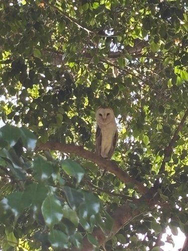 American Barn Owl