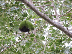 Enterolobium timbouva, photograph (c) Paulo Nogueira, some rights reserved (CC BY)