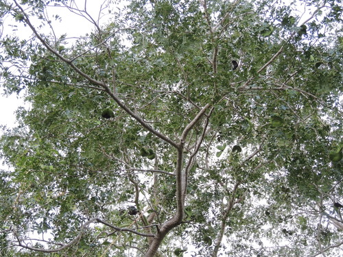 Enterolobium timbouva, photograph 3