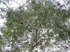 Enterolobium timbouva, photograph (c) Paulo Nogueira, some rights reserved (CC BY)