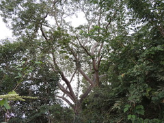 Enterolobium timbouva, photograph (c) Paulo Nogueira, some rights reserved (CC BY)