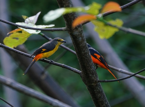 Fiery Minivet (Pericrocotus igneus), photo 8