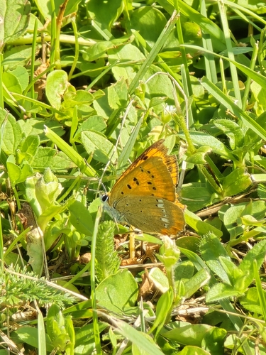 Scarce Copper