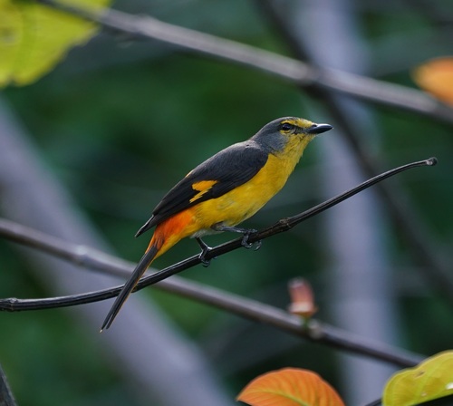 Fiery Minivet (Pericrocotus igneus), photo 5