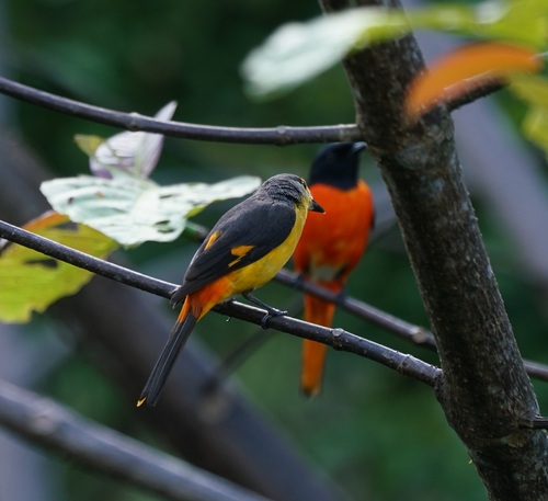 Fiery Minivet (Pericrocotus igneus), photo 7