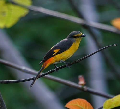 Fiery Minivet (Pericrocotus igneus), photo 2