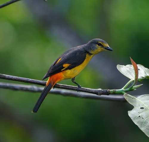 Fiery Minivet (Pericrocotus igneus)