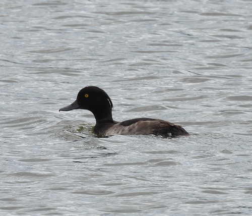 Tufted Duck