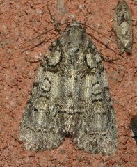 Acronicta increta